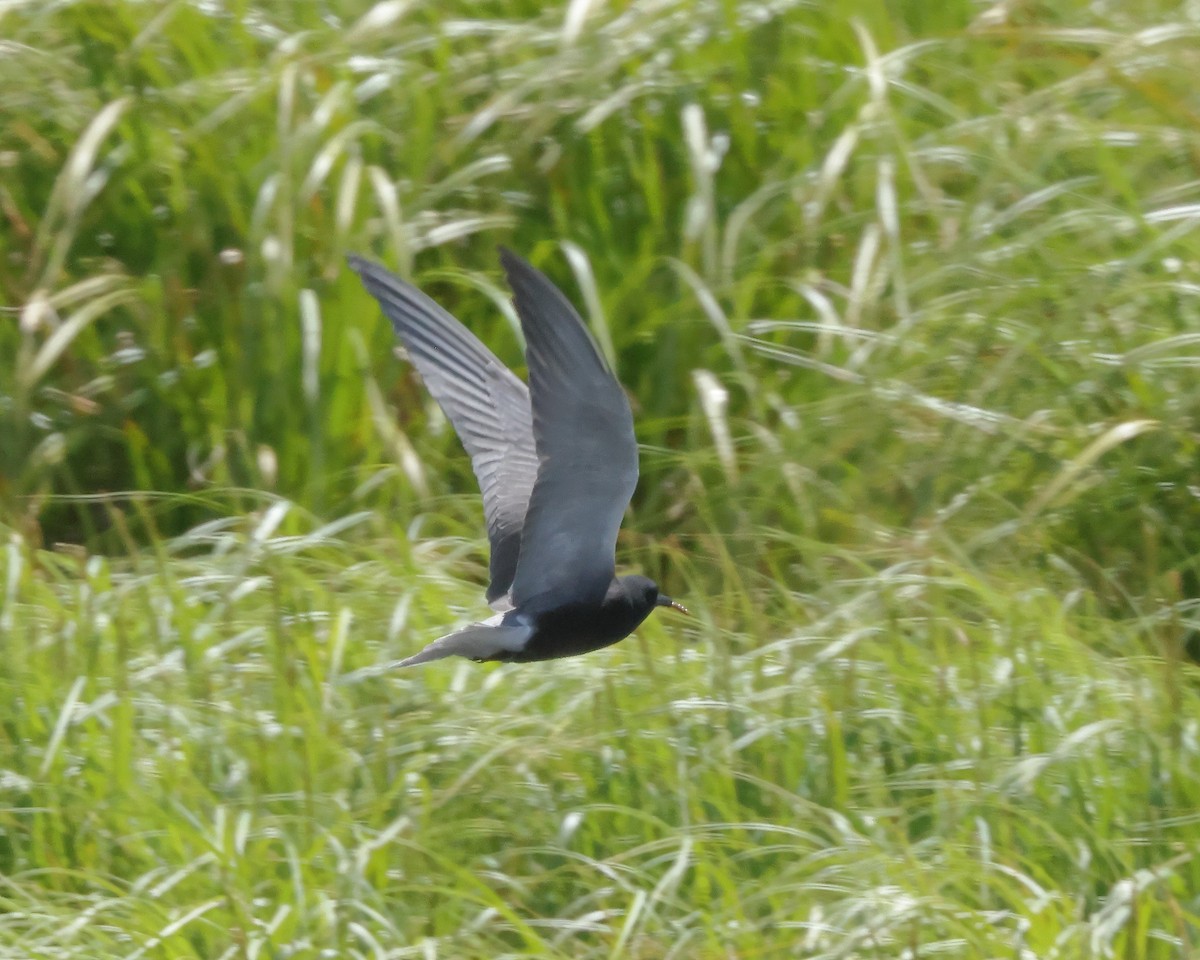 Black Tern - ML620153748