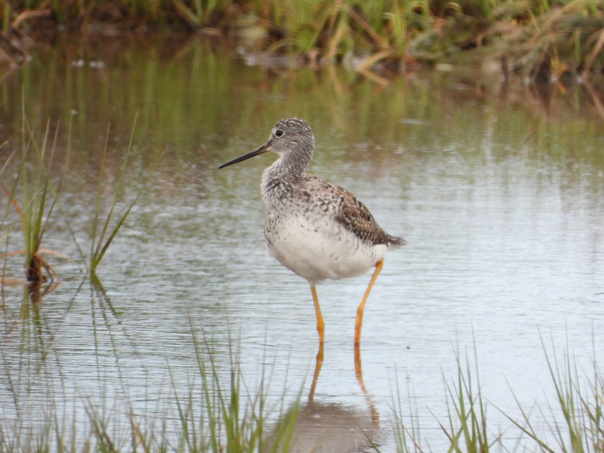 Greater Yellowlegs - ML620153750