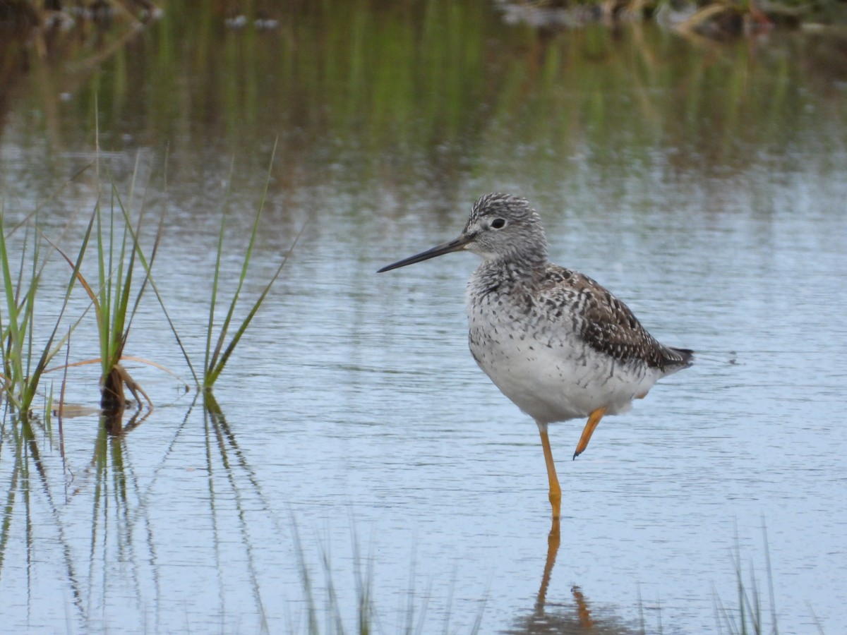 Greater Yellowlegs - ML620153751