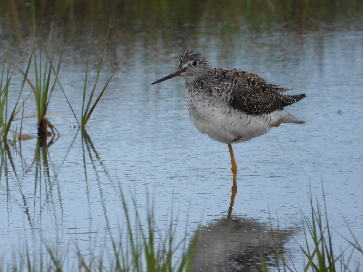 Greater Yellowlegs - ML620153753