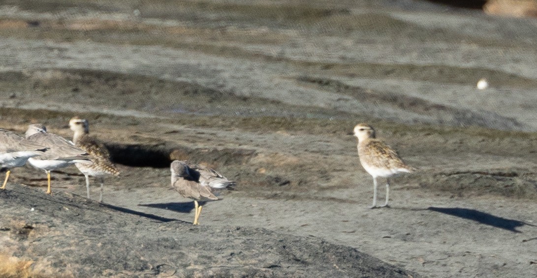 Tundra-Goldregenpfeifer - ML620153758