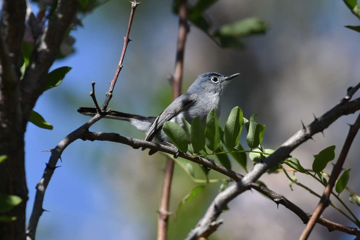 Blue-gray Gnatcatcher - ML620153788