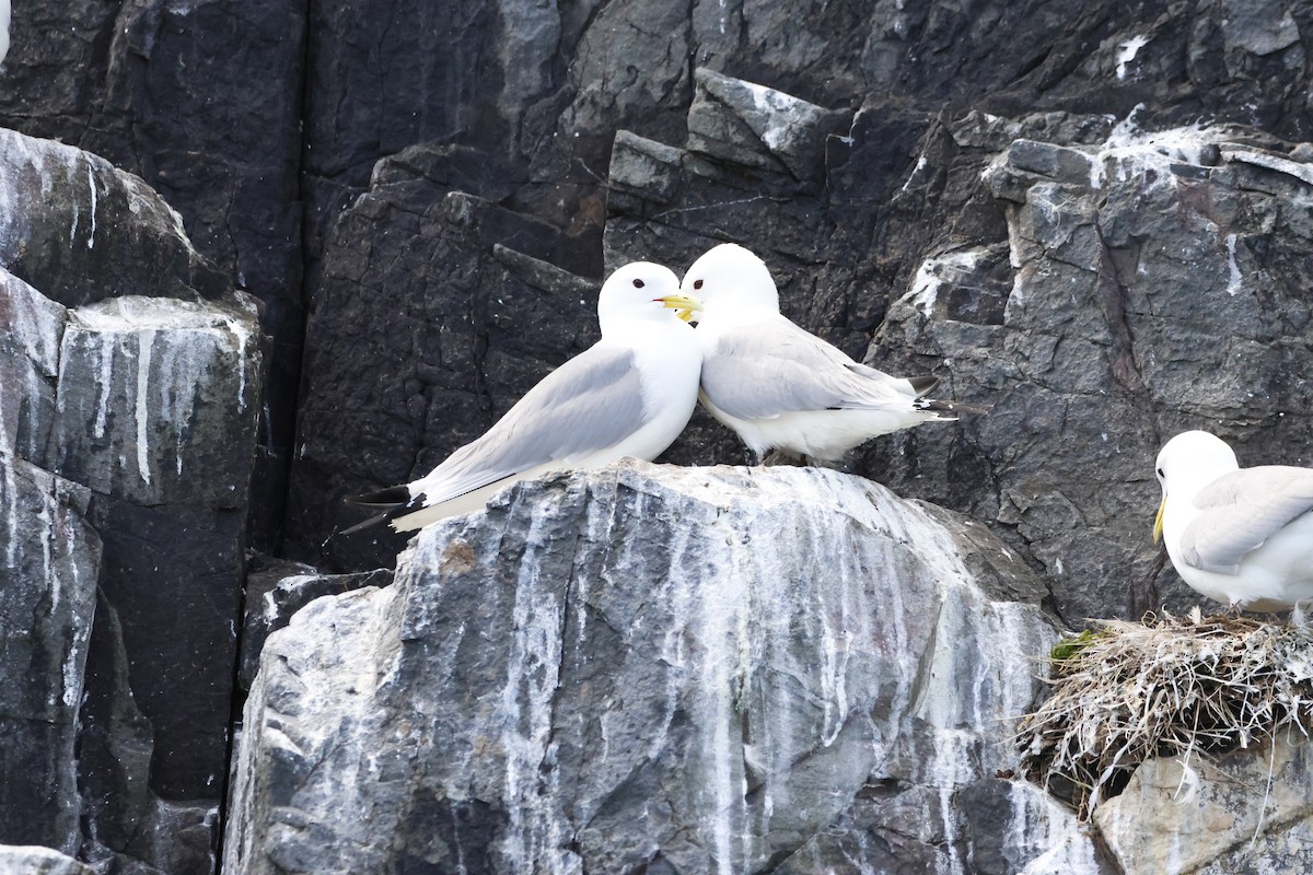 Gaviota Tridáctila - ML620153795