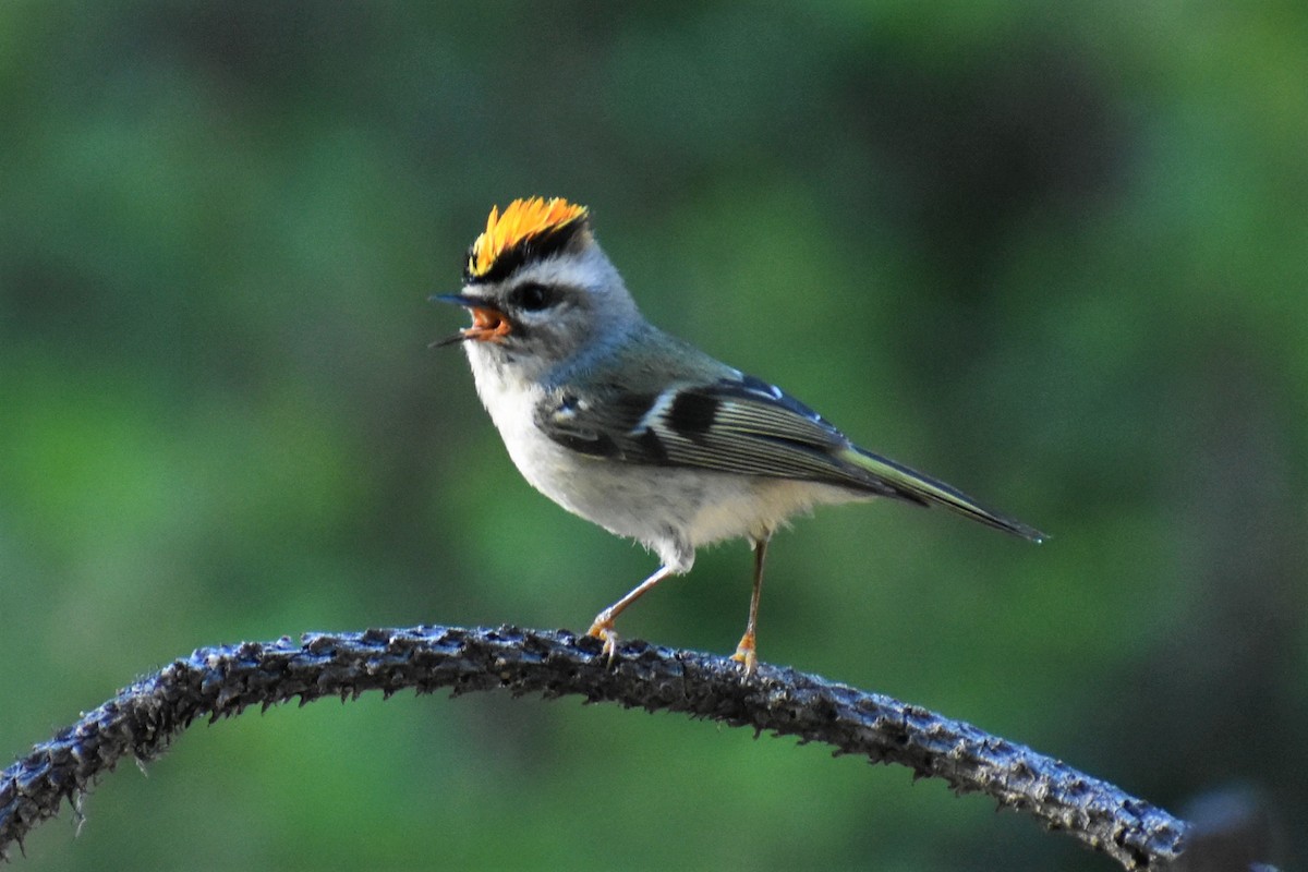 Golden-crowned Kinglet - ML620153797