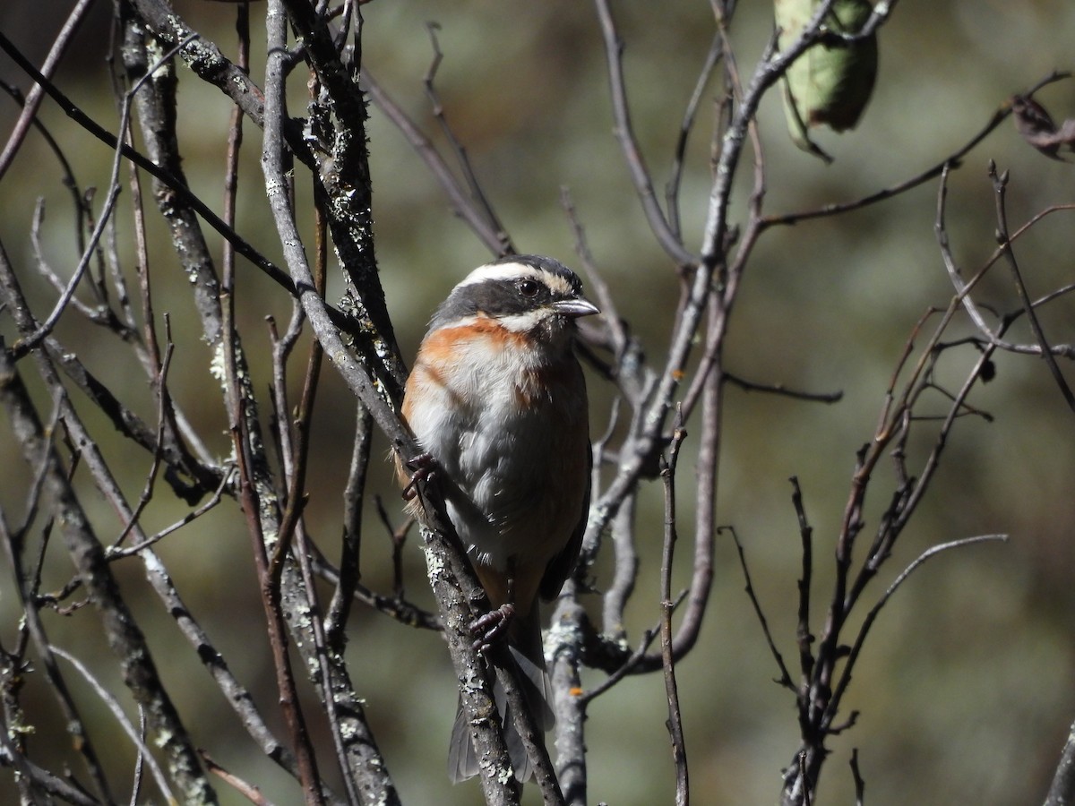 Plain-tailed Warbling Finch - ML620153814