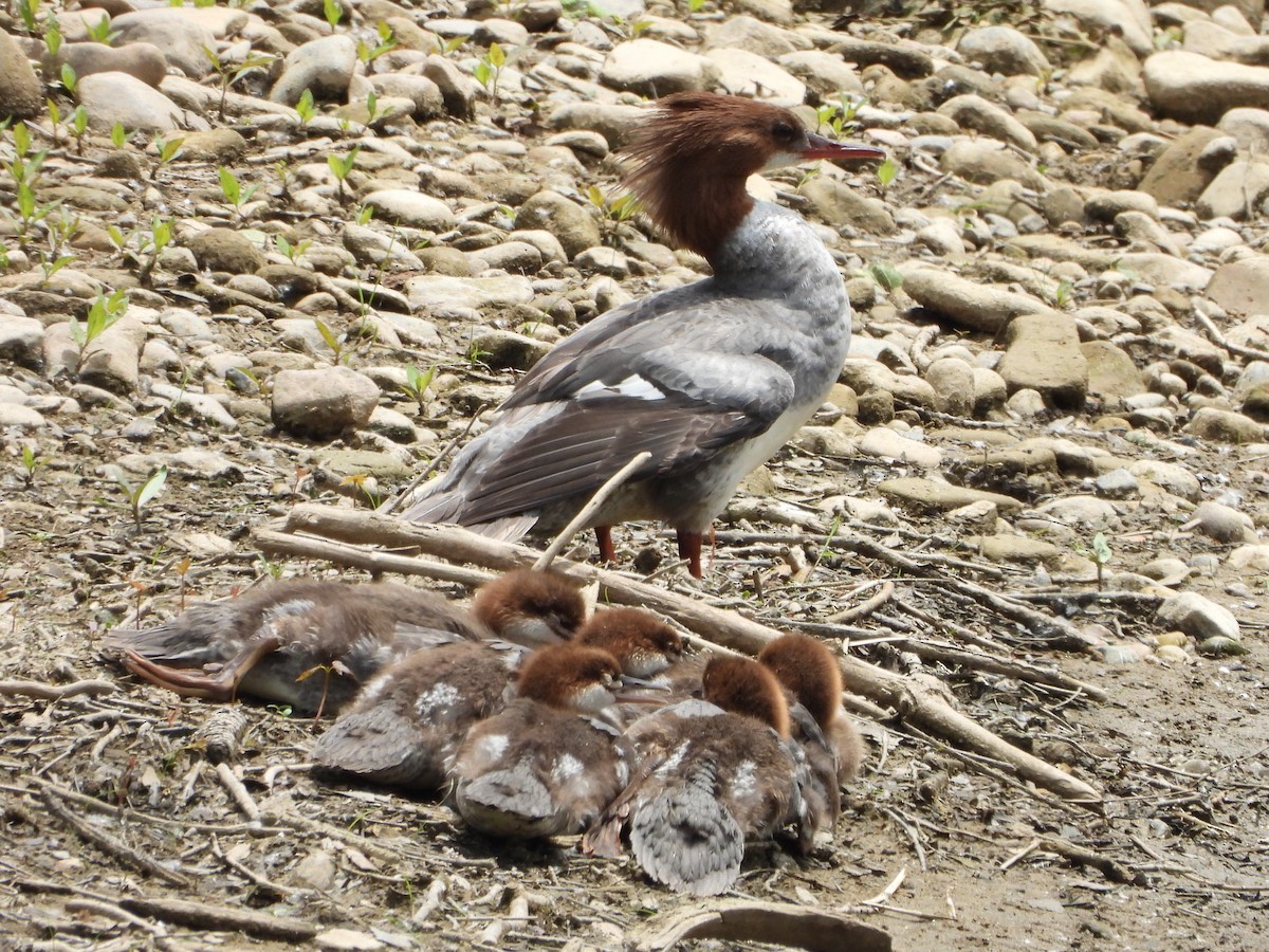 Gänsesäger - ML620153818