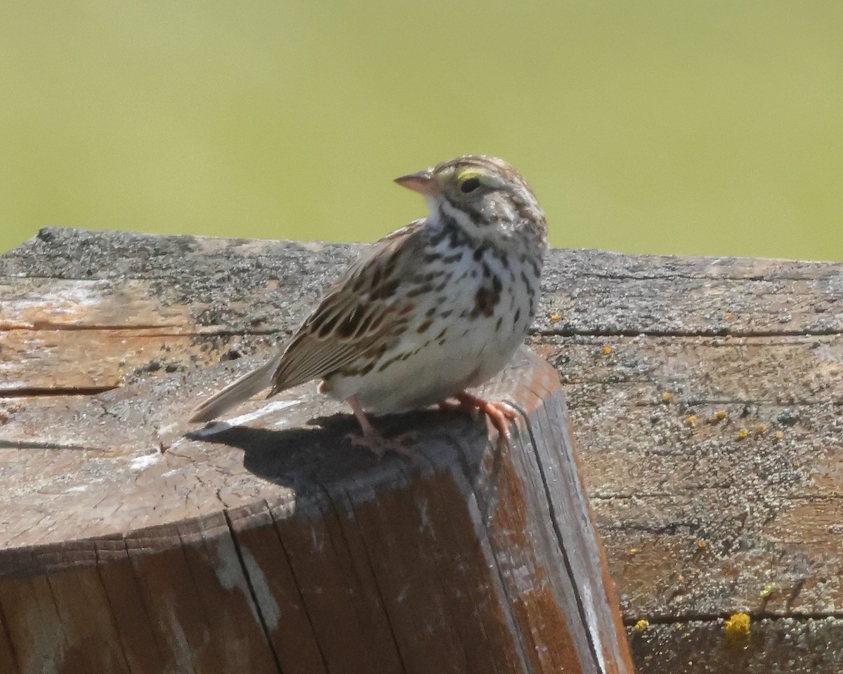 Savannah Sparrow - ML620153820