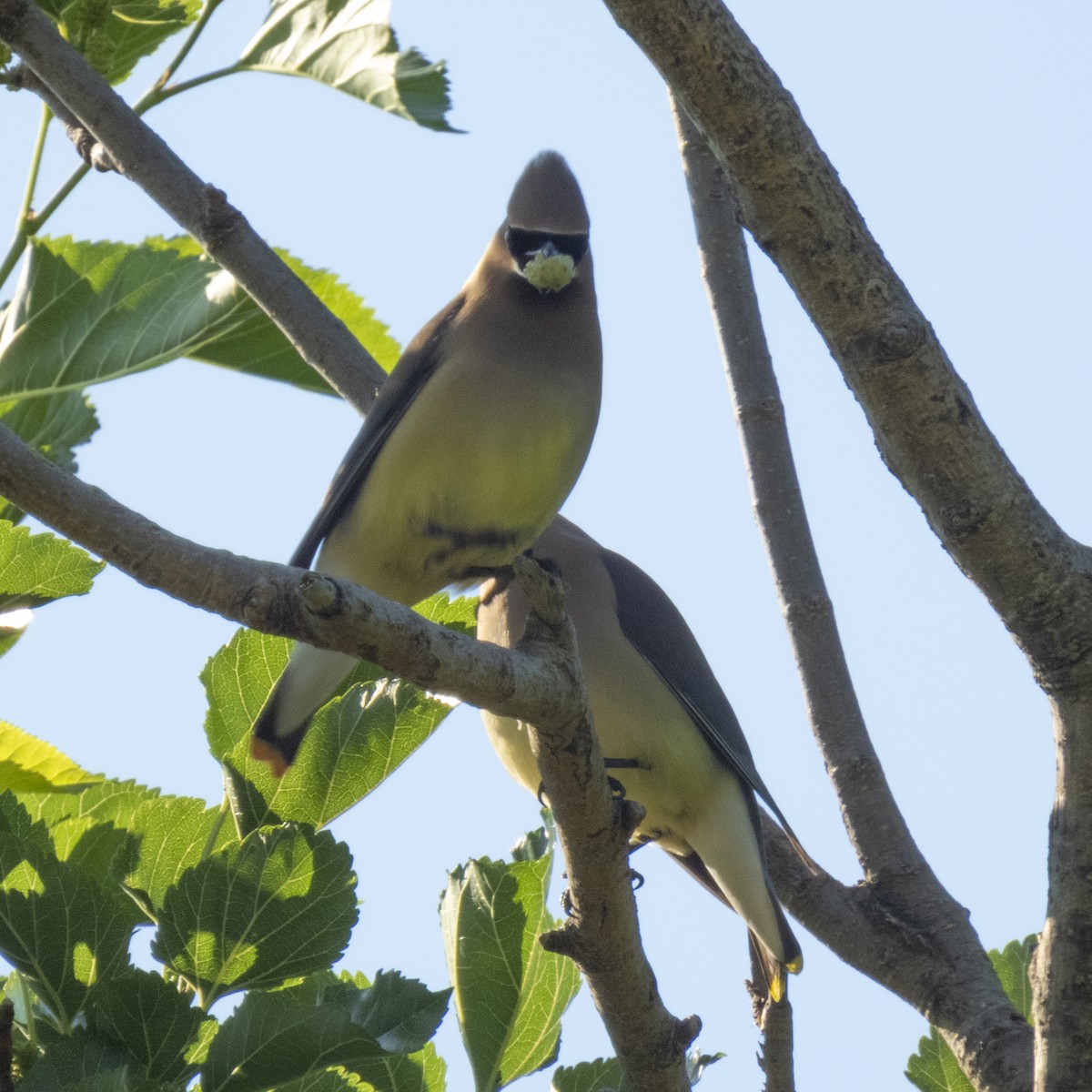 Cedar Waxwing - ML620153827