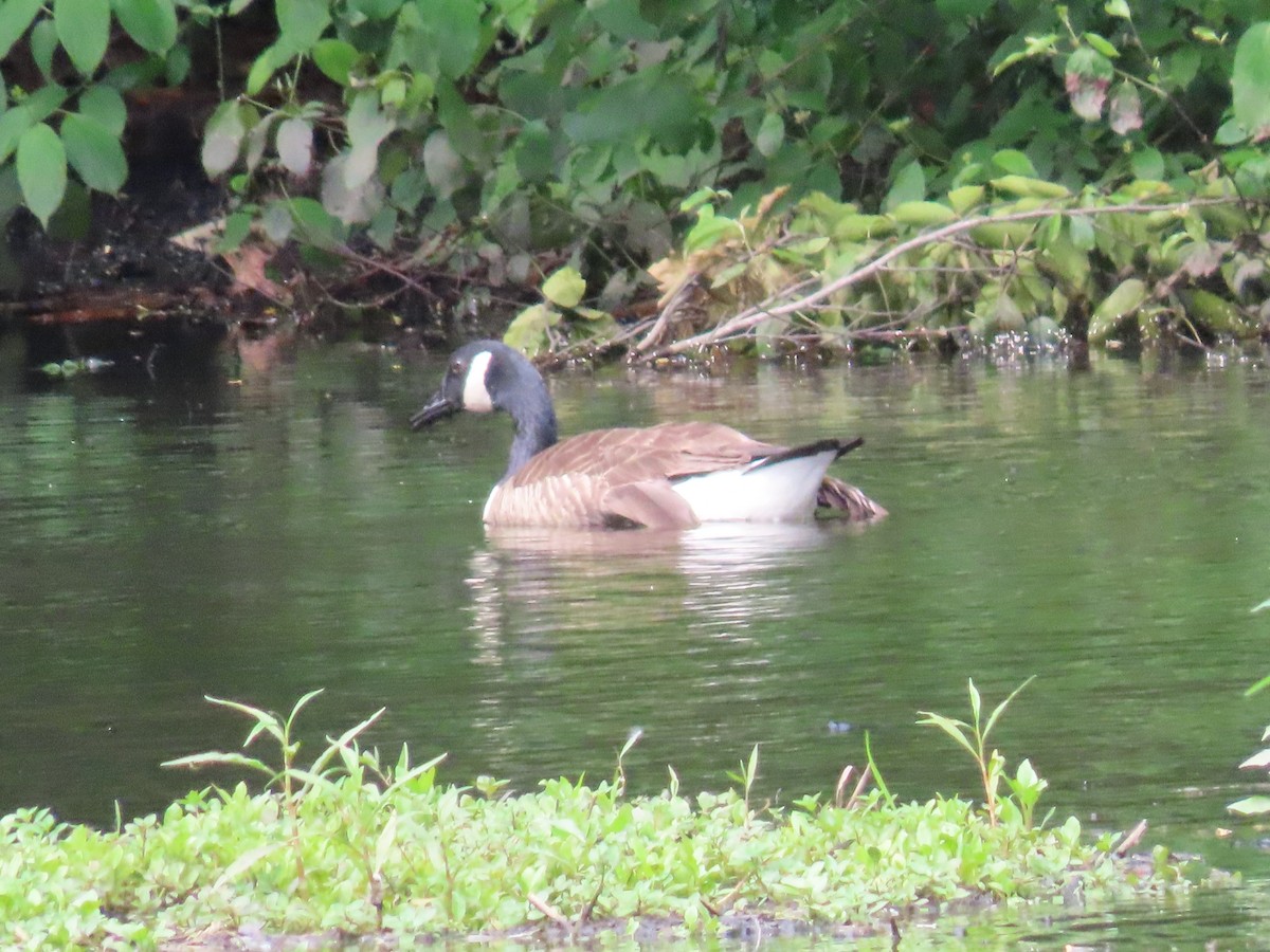 Canada Goose - ML620153833