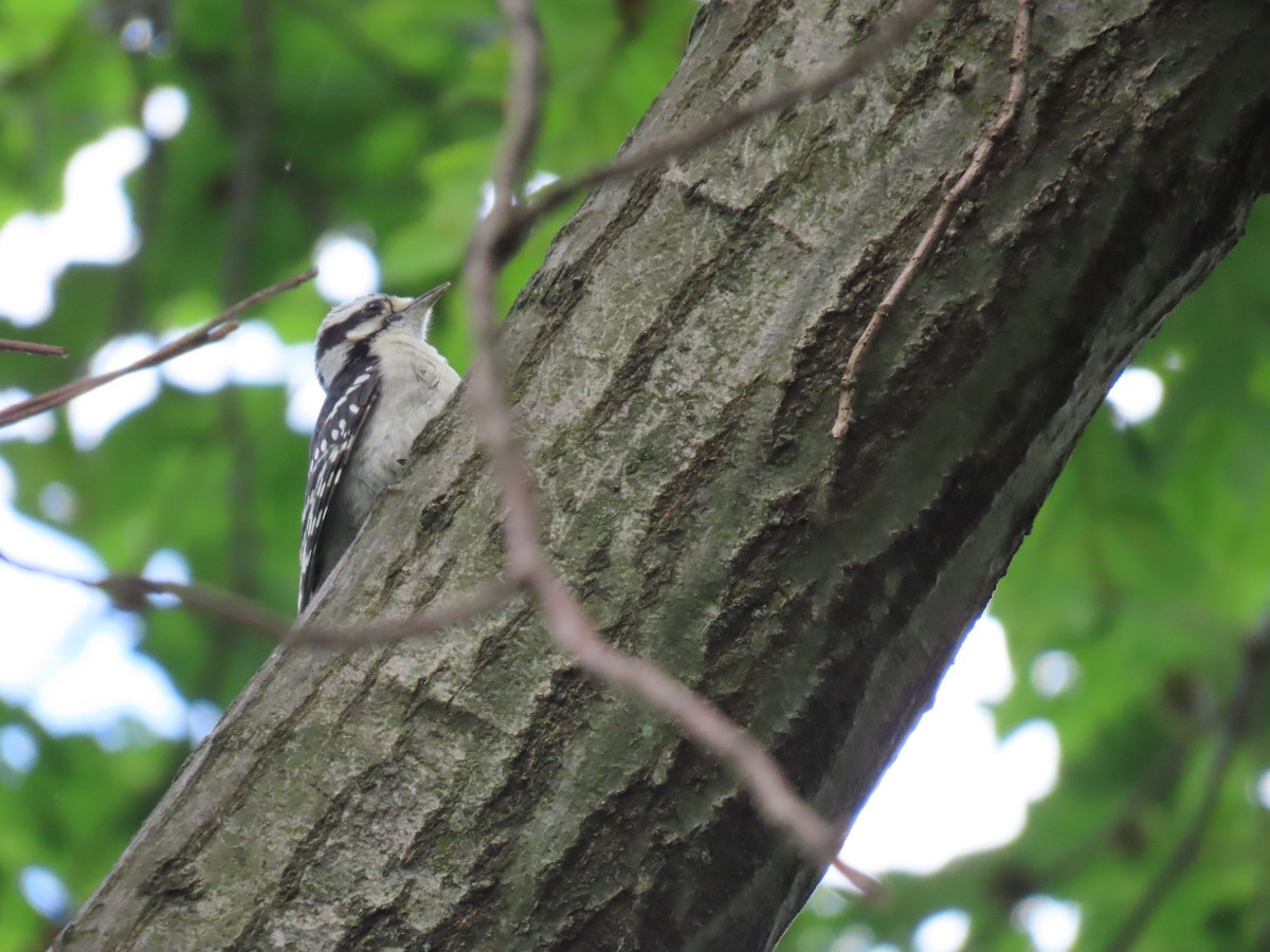 Downy Woodpecker - ML620153834