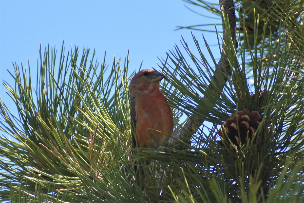 Red Crossbill - ML620153845