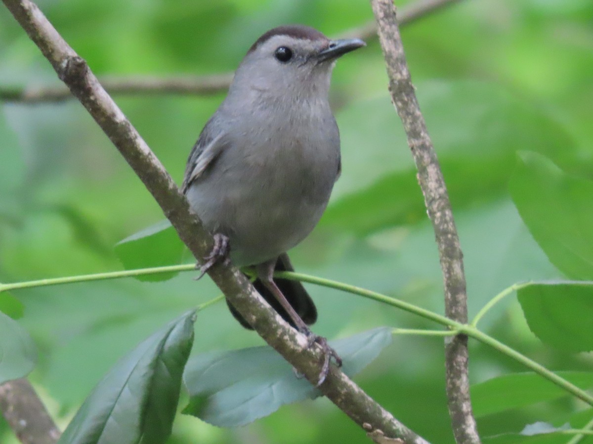 Gray Catbird - ML620153847