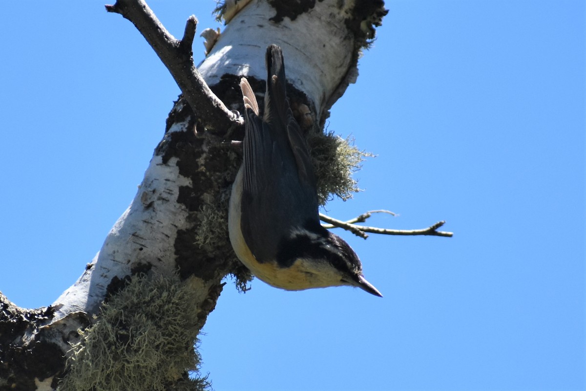 Red-breasted Nuthatch - ML620153852