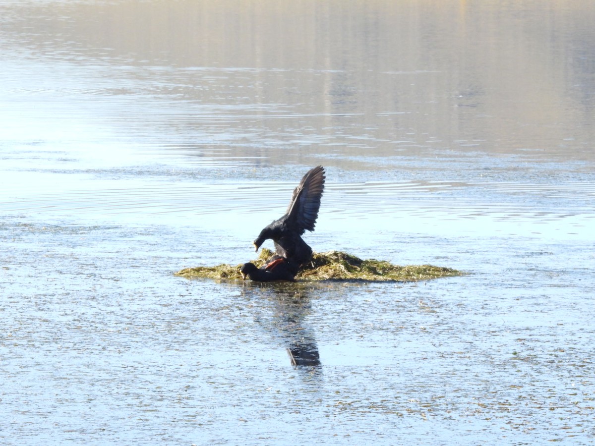 Giant Coot - Jason Lewis