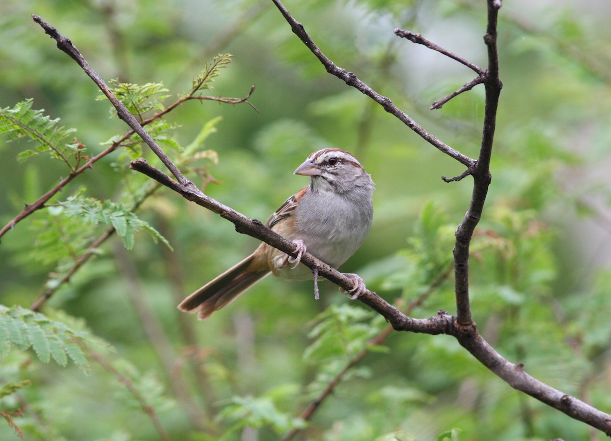 Cinnamon-tailed Sparrow - ML620153865
