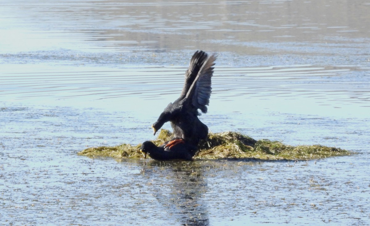 Giant Coot - Jason Lewis