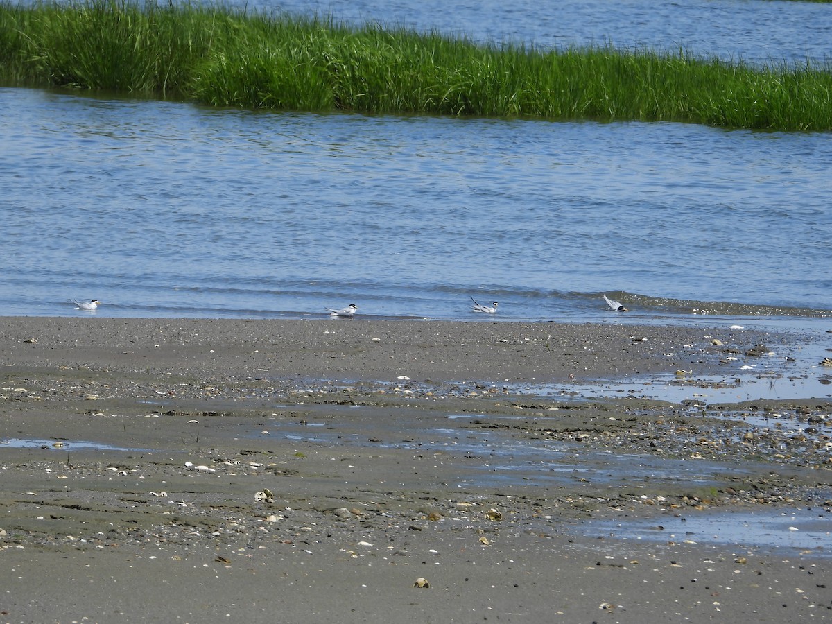 Least Tern - ML620153868