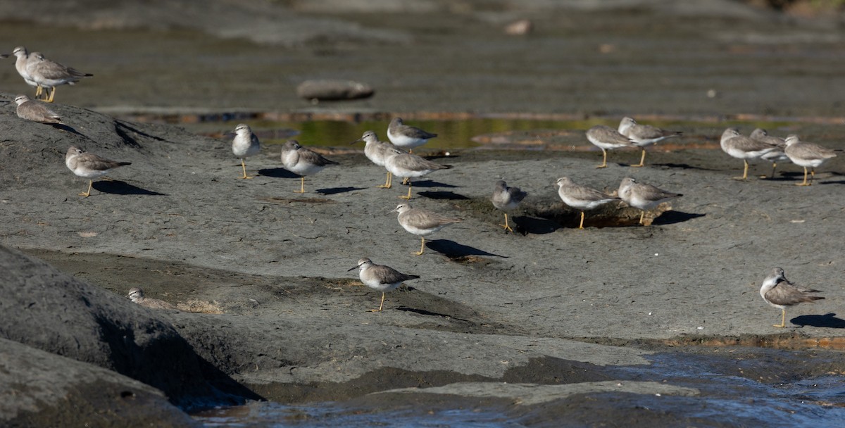 Gray-tailed Tattler - ML620153869