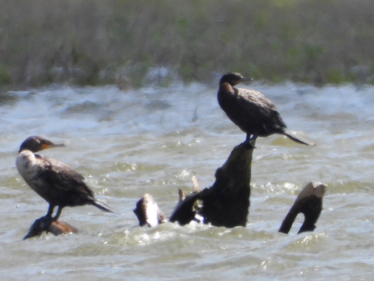 Neotropic Cormorant - ML620153876