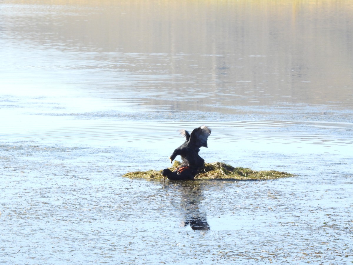 Giant Coot - ML620153880