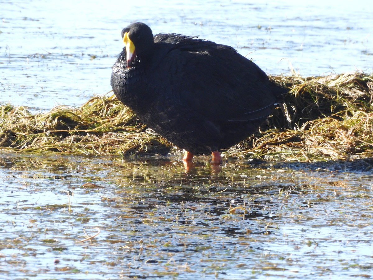 Giant Coot - ML620153882