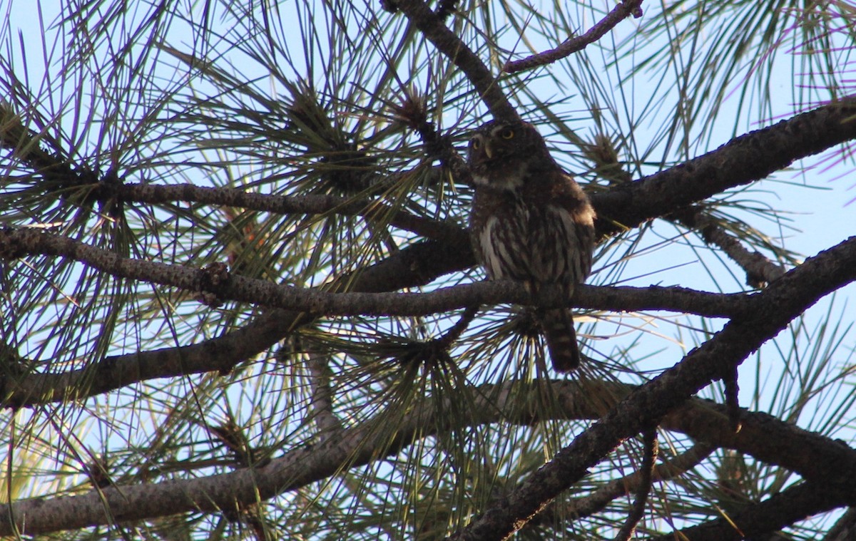 Northern Pygmy-Owl (Rocky Mts.) - ML620153894