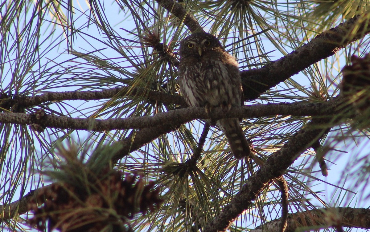 Northern Pygmy-Owl (Rocky Mts.) - ML620153911