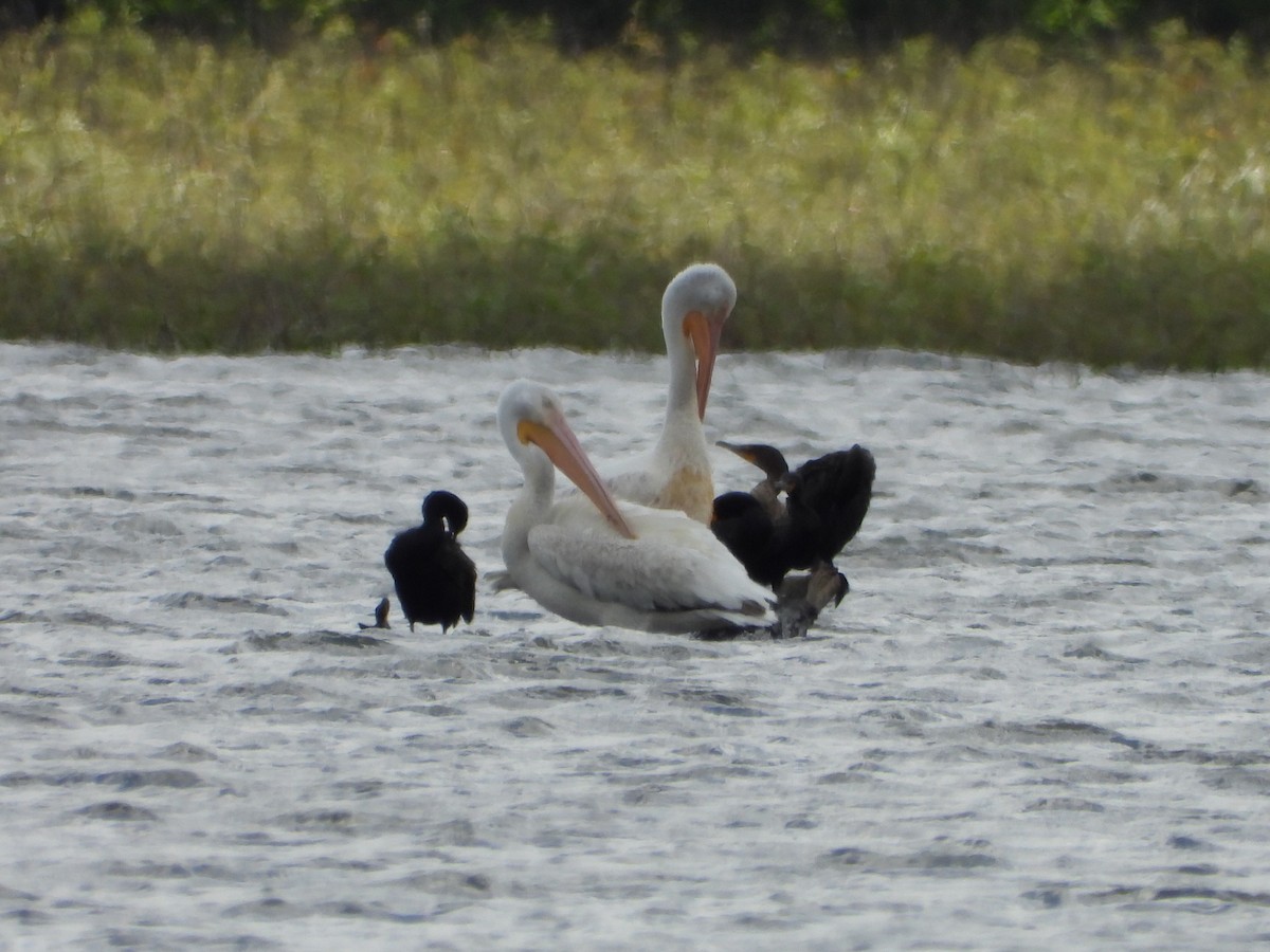 pelikán severoamerický - ML620153915