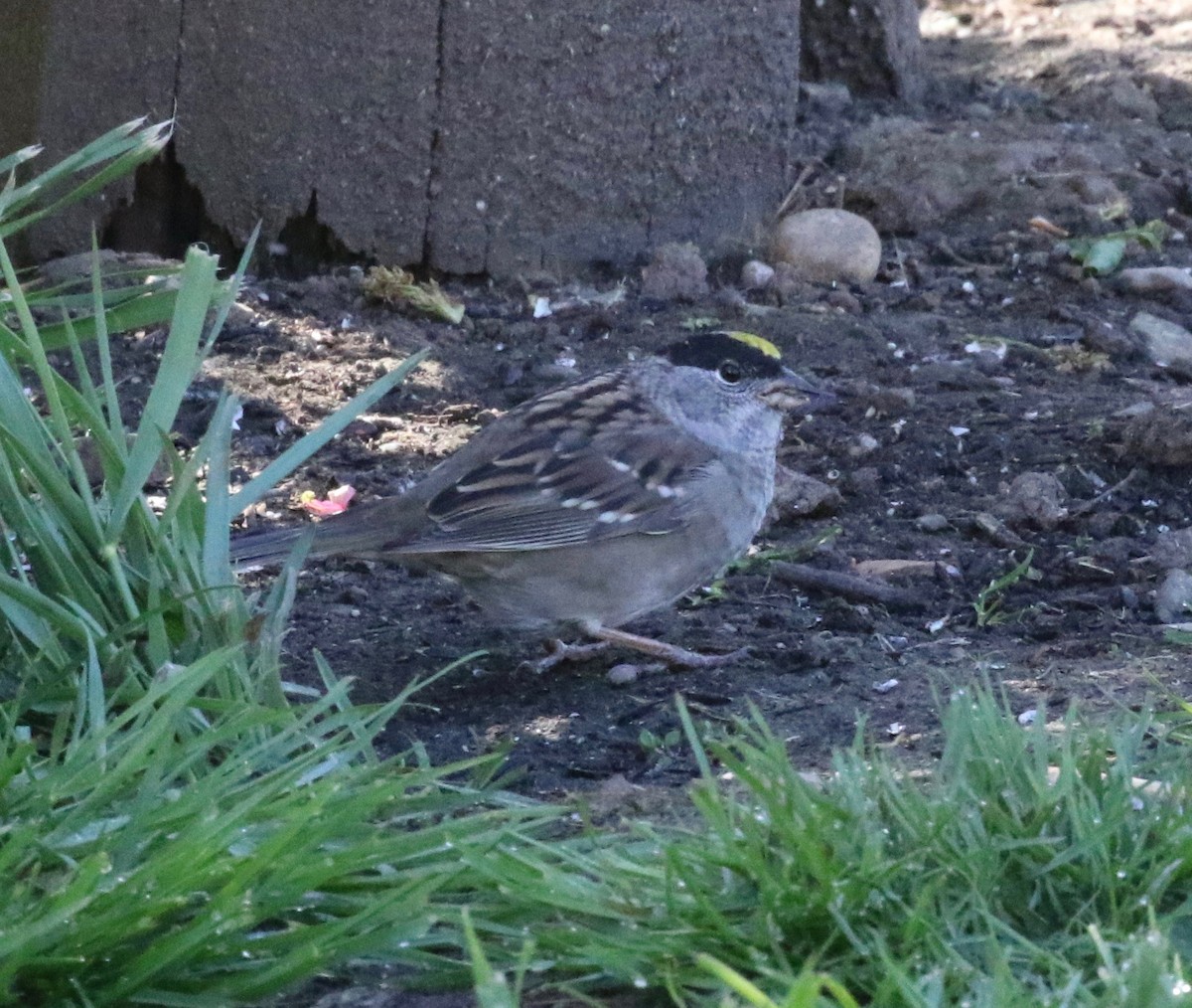 Golden-crowned Sparrow - ML620153917