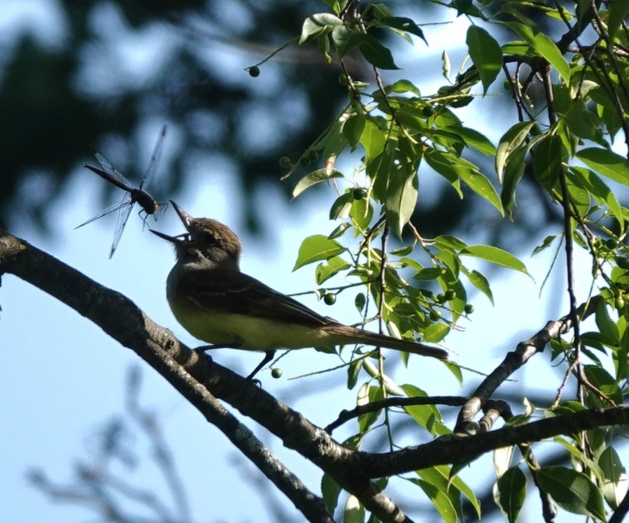 Great Crested Flycatcher - ML620153918