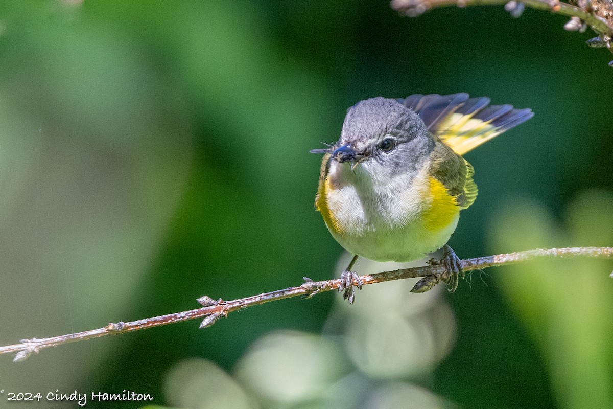 American Redstart - ML620153919