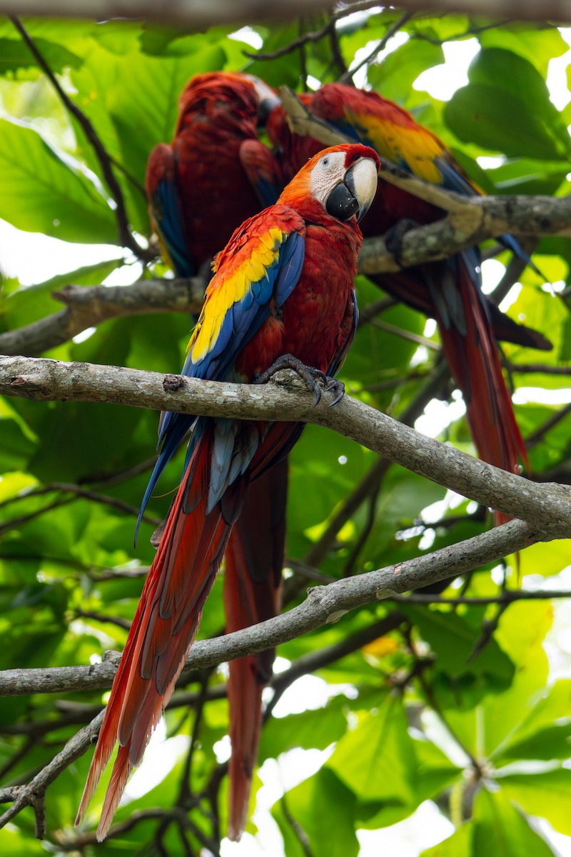 Scarlet Macaw - ML620153921