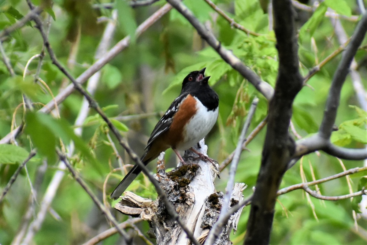 Spotted Towhee - ML620153922