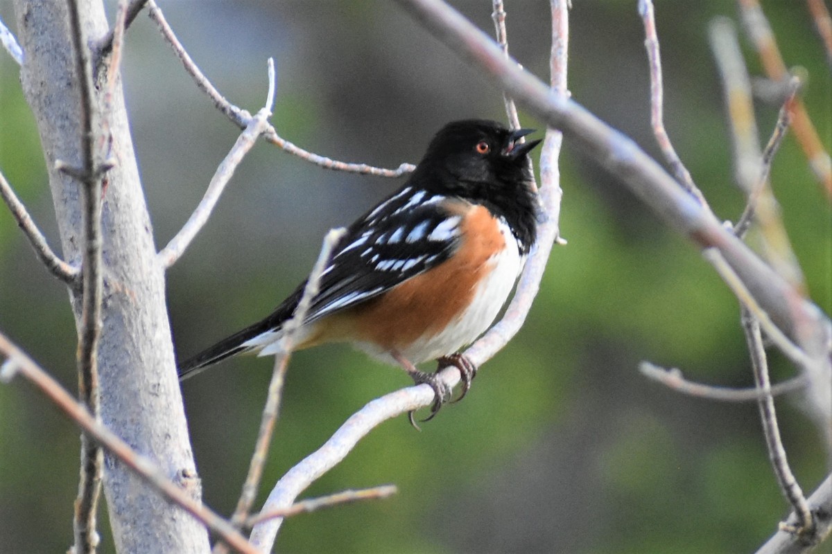 Spotted Towhee - ML620153923