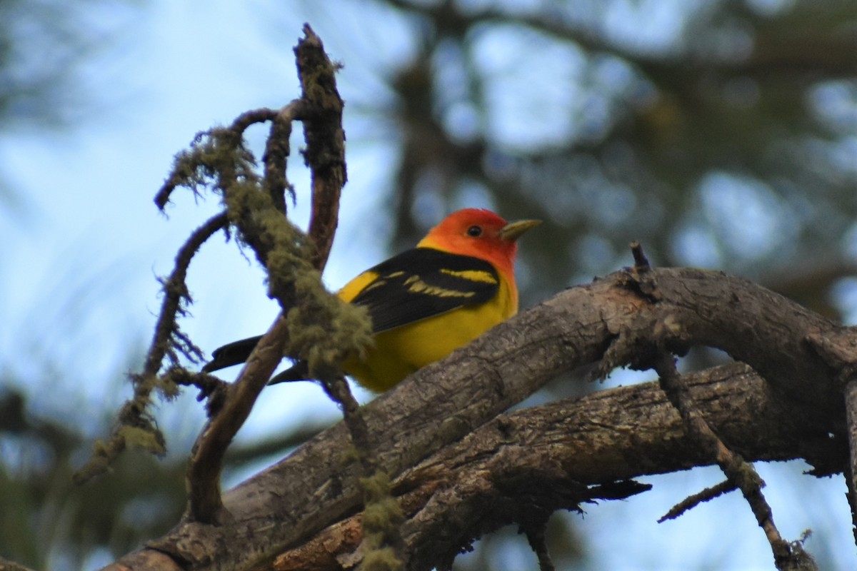 Western Tanager - ML620153927