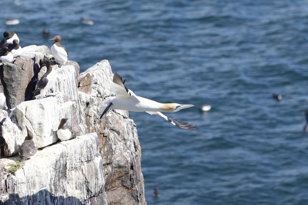 Northern Gannet - Gareth Bowes