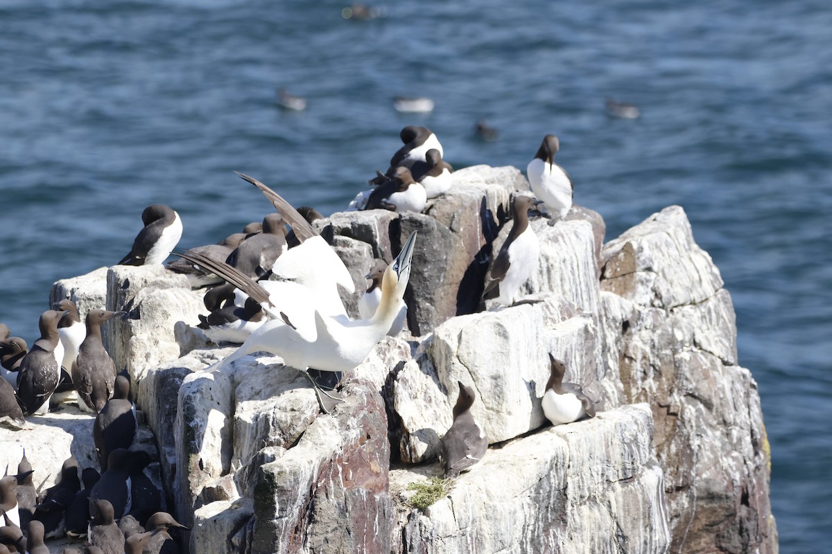 Northern Gannet - ML620153930