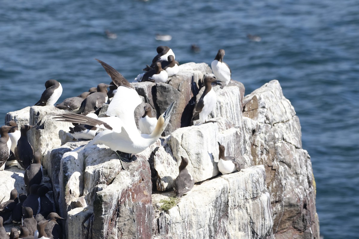 Northern Gannet - ML620153931