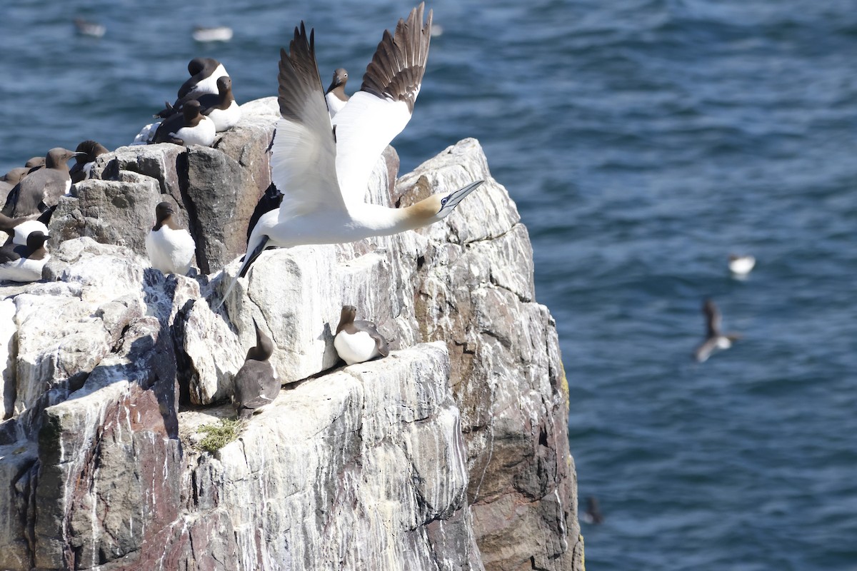 Northern Gannet - Gareth Bowes