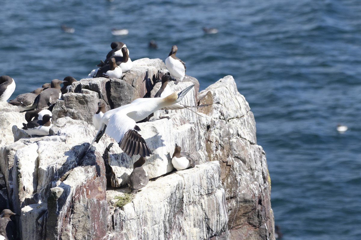 Northern Gannet - ML620153934