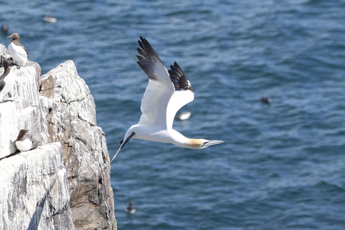 Northern Gannet - ML620153935