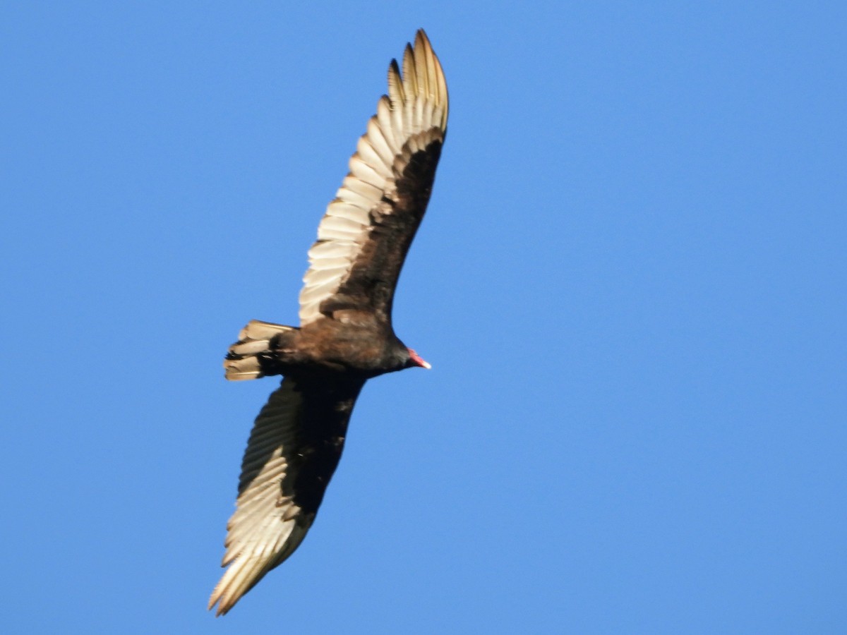 Turkey Vulture - ML620153939