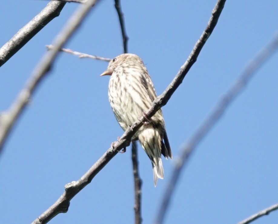 Pine Siskin - ML620153944