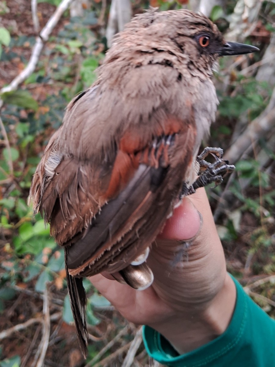 Red-shouldered Spinetail - ML620153948