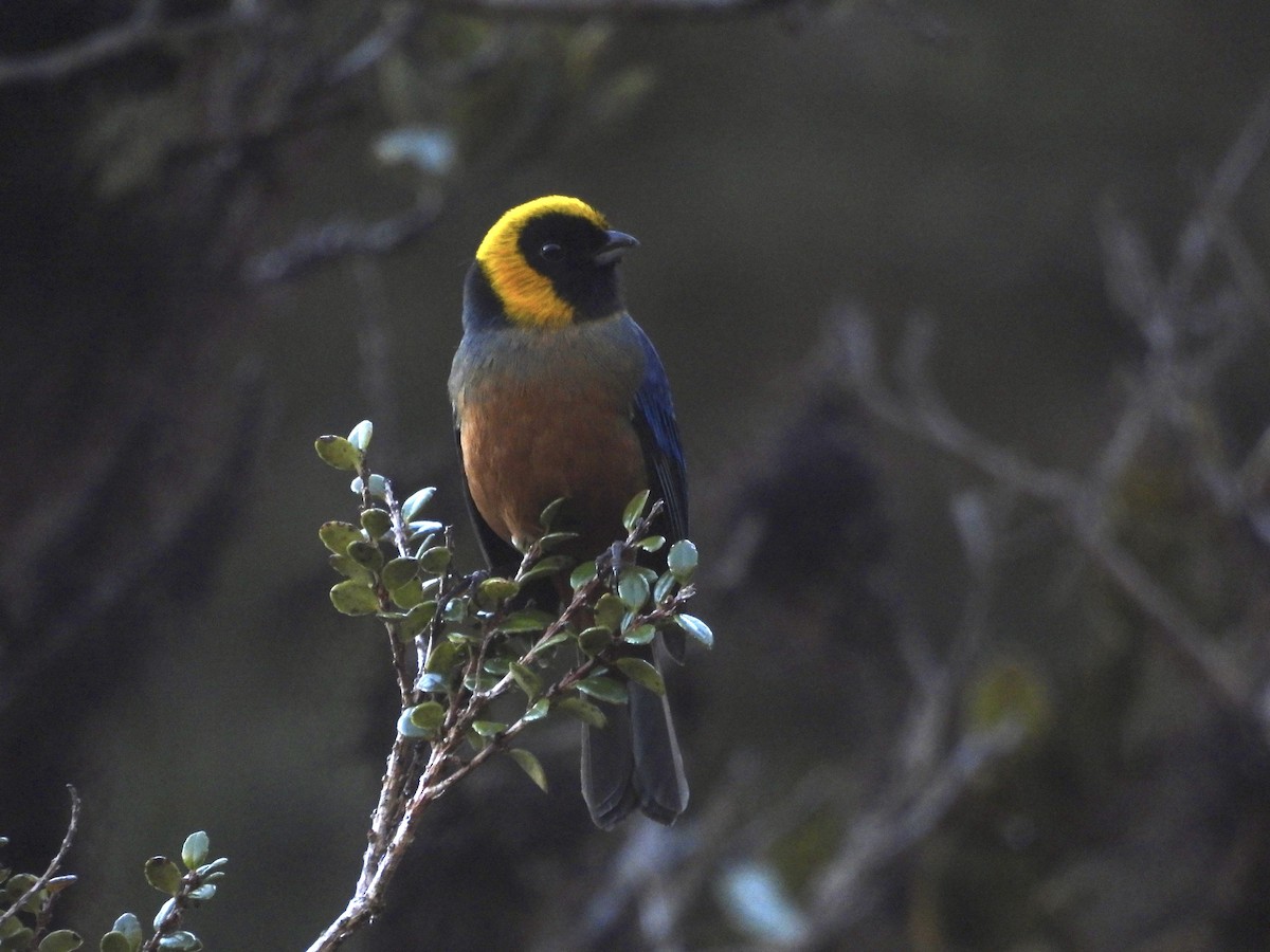 Golden-collared Tanager - ML620153950