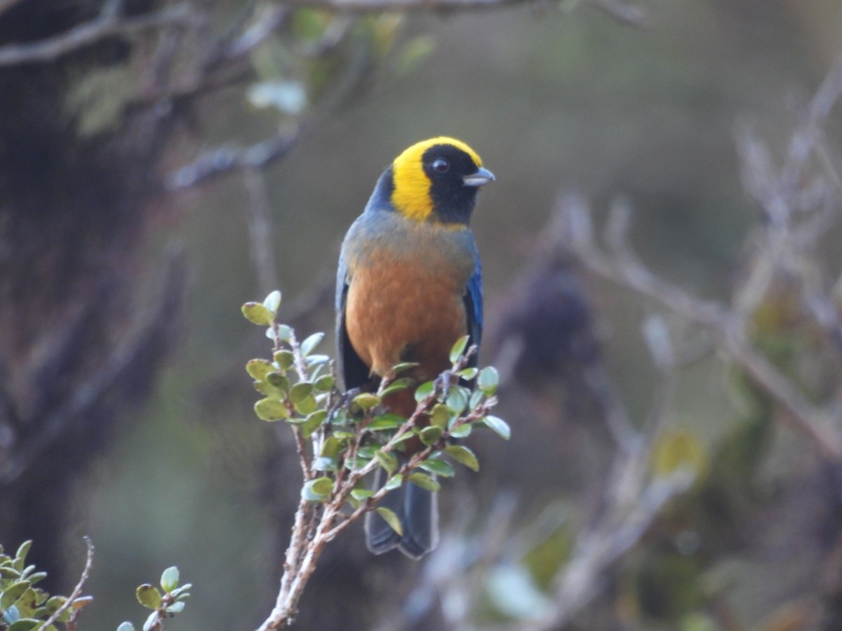 Golden-collared Tanager - ML620153951