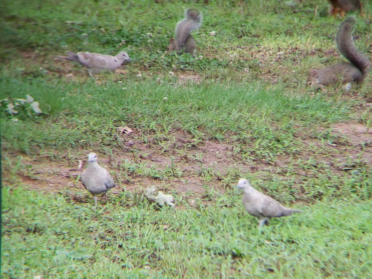 Eurasian Collared-Dove - ML620153955