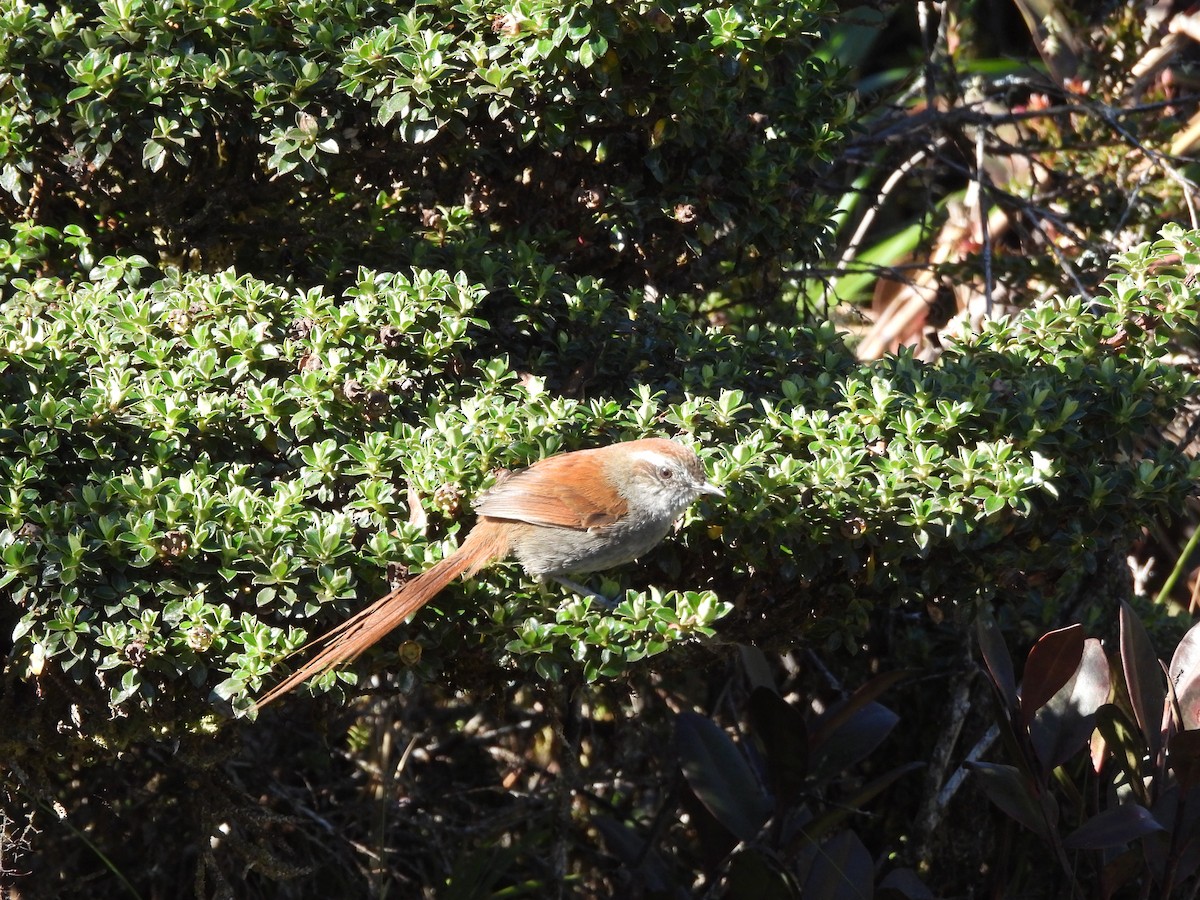 White-chinned Thistletail (peruviana/plengei) - ML620153957