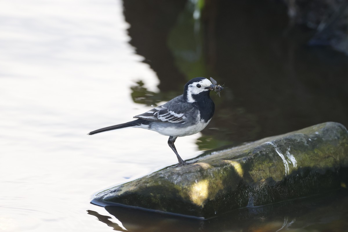 White Wagtail (British) - ML620153959