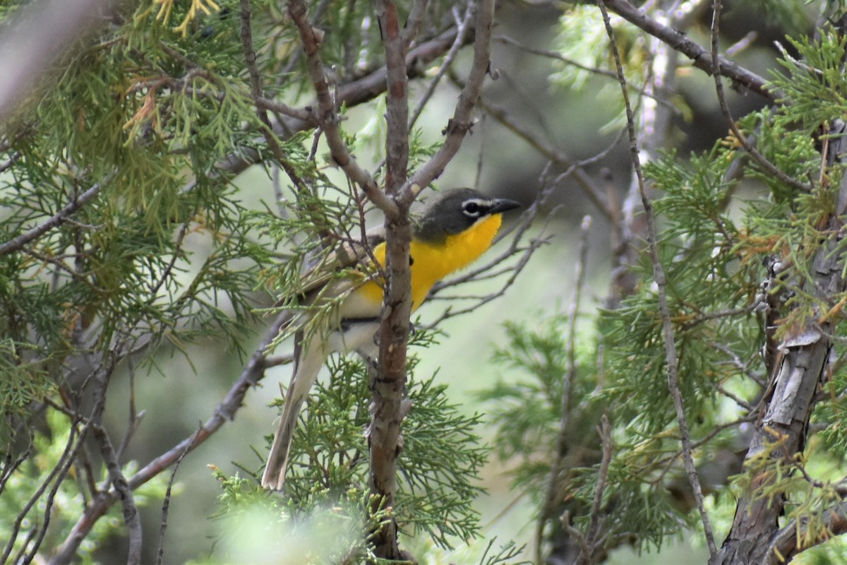 Yellow-breasted Chat - ML620153961